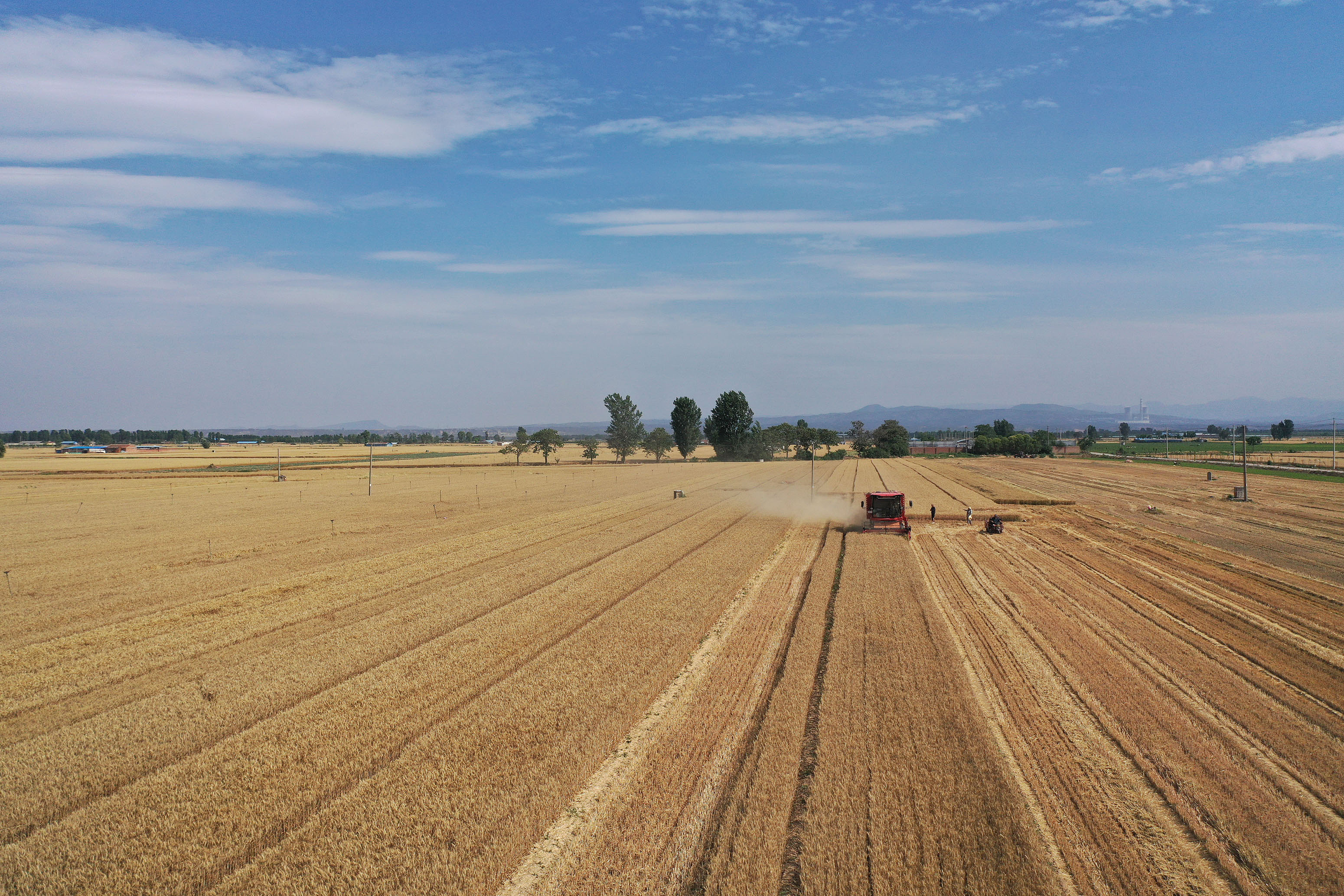 2025年6月3日，河南焦作，溫縣黃河街道灘王莊村農(nóng)民駕駛收割機(jī)收獲小麥。