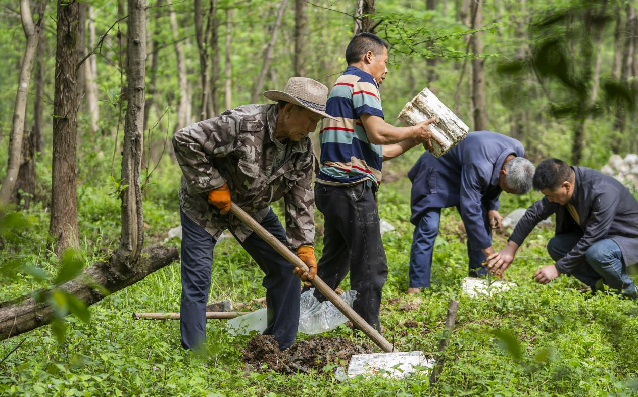 2025年4月16日，江西新余，仙女湖區(qū)河下鎮(zhèn)花園村林場，人們正在搬運、栽植靈芝菌棒。